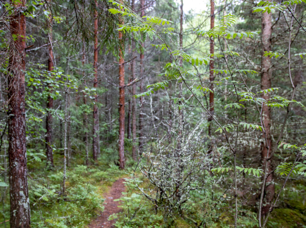 Kuvassa metsää, minkä siimeksessä kulkee polku.