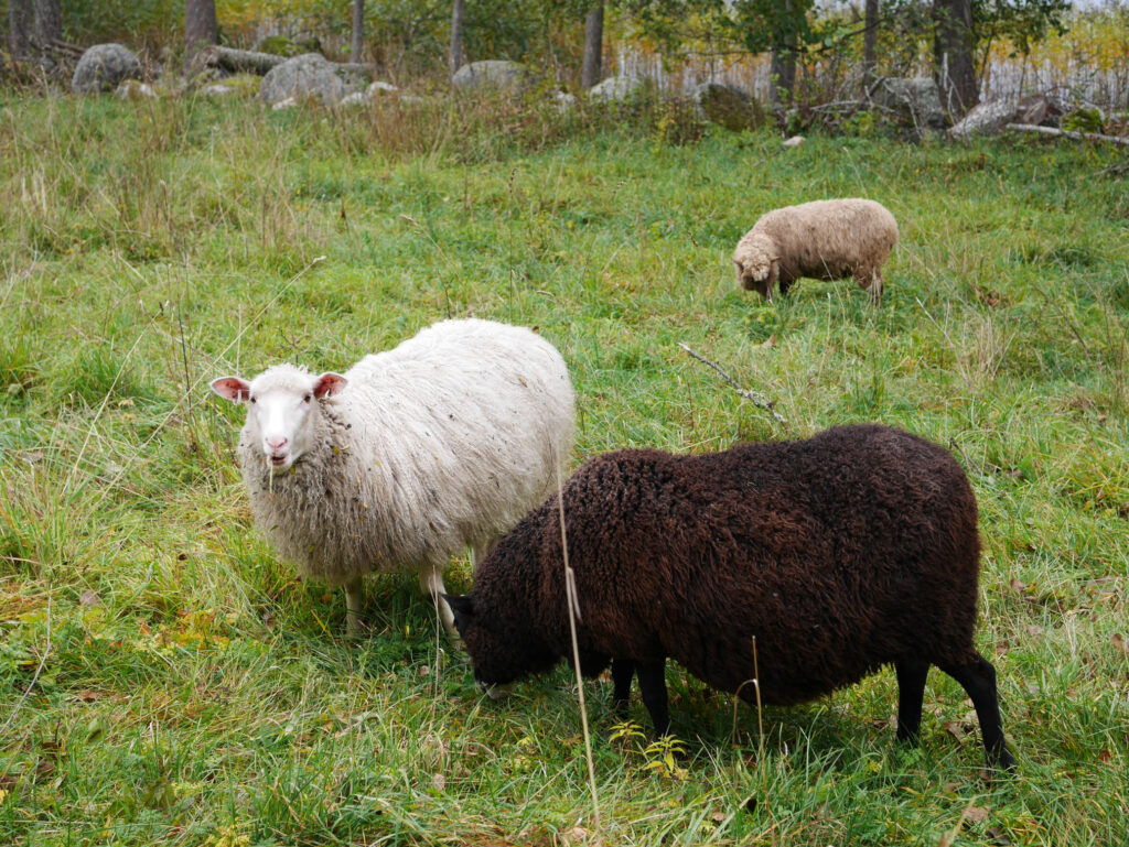 Kolme lammasta laiduntamassa pellolla. Valkoinen ja musta lammas edustalla, beigen värinen lammas kauempana. 