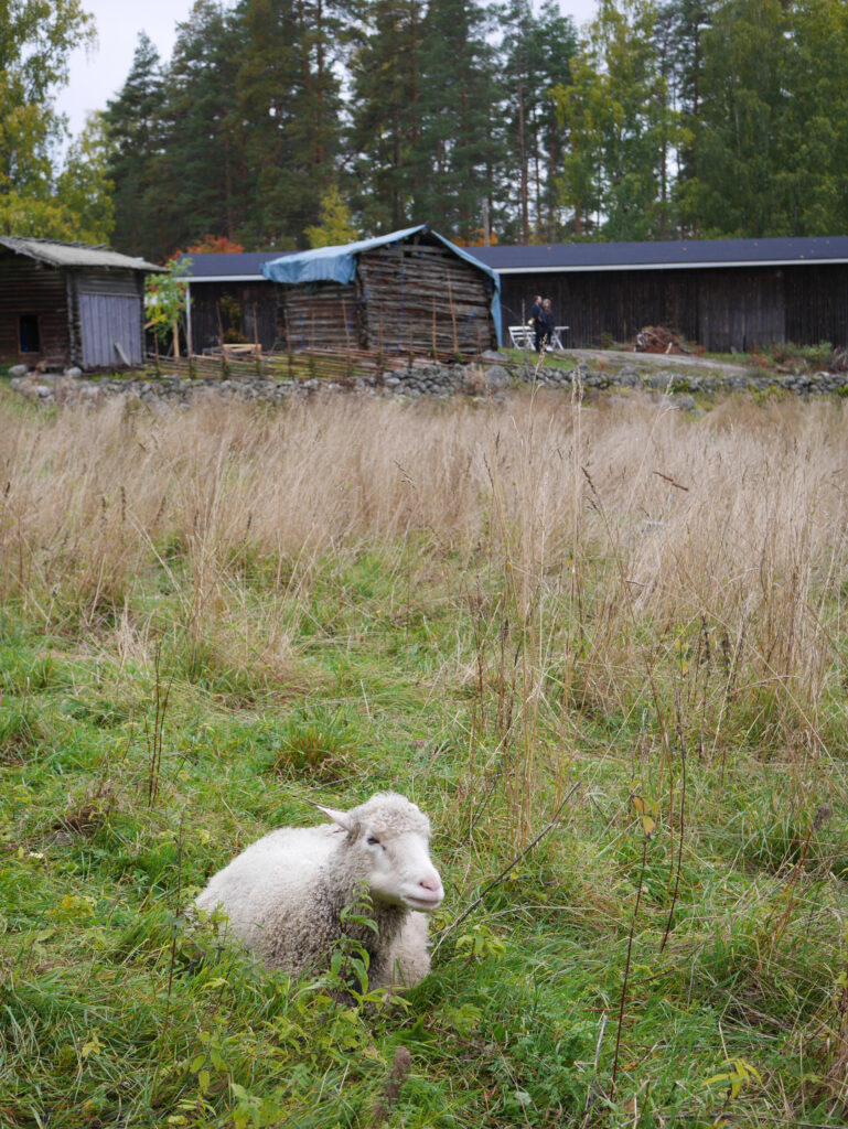 Lammas lepää pellolla. Taustalla aitta-rakennuksia.